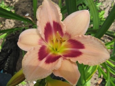 Hemerocallis_2011_329.jpg