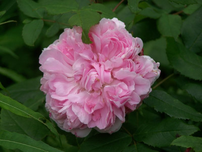 Juni_2011_Jacques_Cartier.jpg
