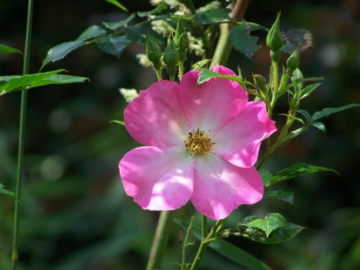 Juni_2011_Linderhof_Blute.jpg