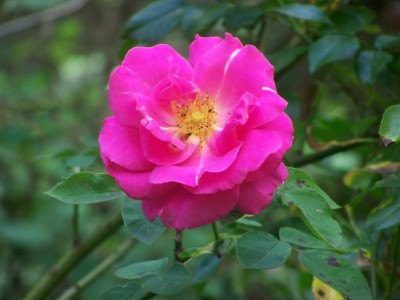 Juni_2011_Park_Wilhelmshohe.jpg