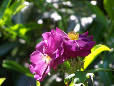 Juni_2011_Rhapsody_in_Blue.jpg