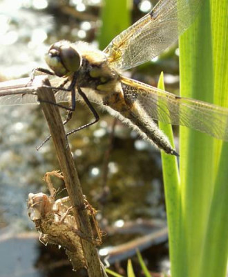 Libellula_quadrimcatulata_-_Vierflecklibelle_09.jpg