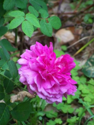 Juni_2011_Louis_Philippe.jpg