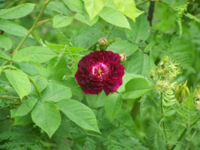 Juni_2011_Ombree_Parfait.jpg