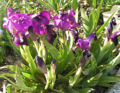 Iris_pumila.jpg