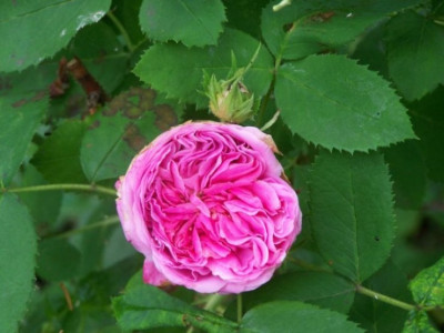 Juni_2011_Anna_de_Diesbach.jpg