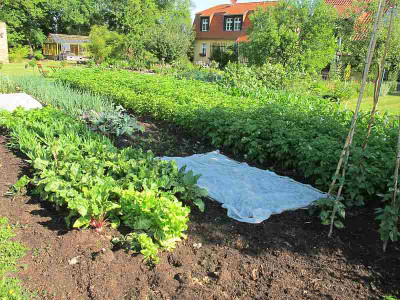 Gemusegarten_Juni_11_ue.jpg