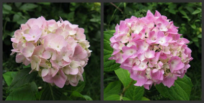 Semperflorens_Bailmer_Vergleich_2_1280x768.jpg