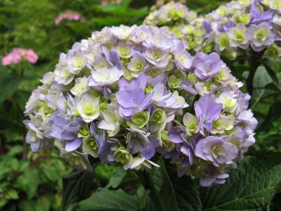 Hydrangea_macrophylla_Together_800x600.jpg