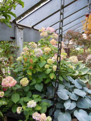 hortensie_bouquet_rose_juni_2011_025.JPG