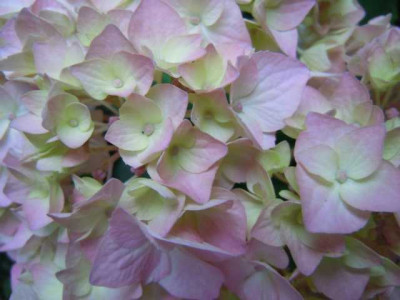 hortensie_bouquet_rose_juni_2011_033.JPG