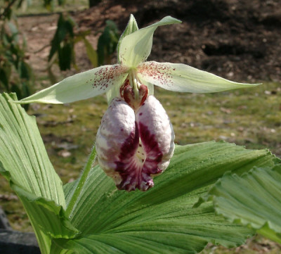 03250012_eCypripedium_japonicum.JPG