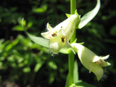 Digitalis_lutea_110612.jpg