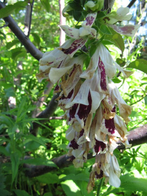 Digitalis_Pams_Split_110612.jpg
