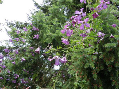 hortensie_bouquet_rose_juni_2011_006.JPG