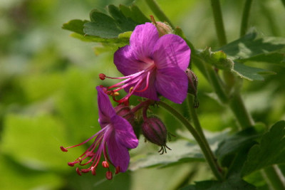 Geranium-Mai-1.jpg