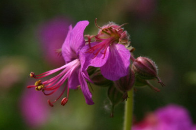 Geranium-Mai-2.jpg