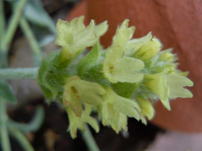 Stewartia_Sideritis_.._Juni_2011_009.JPG