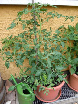 Tomate_Rose_Quartz_multiflora.JPG
