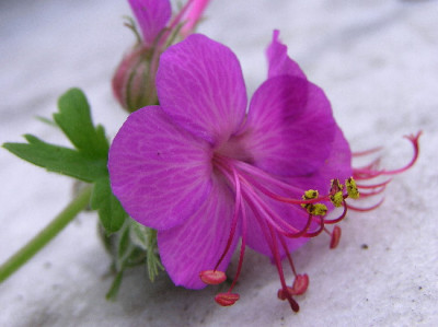 Geranium-Mai-3.jpg