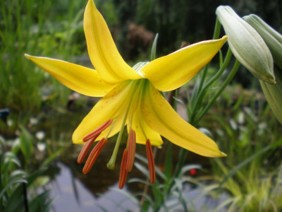GP_Lilium_parryi_2011ea.jpg