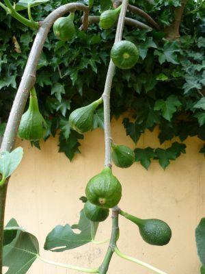 Ficus2.jpg