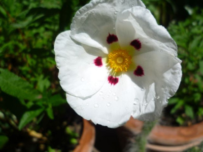 Cistus.jpg