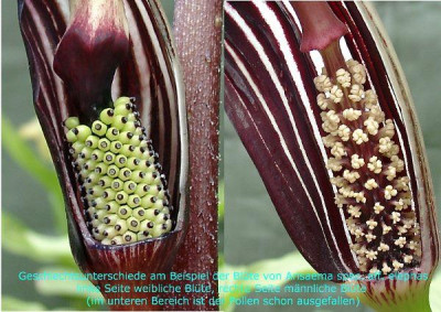 Arisaema_species_aff_elephas_wm.jpg