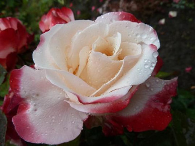 nasse_Rose.jpg