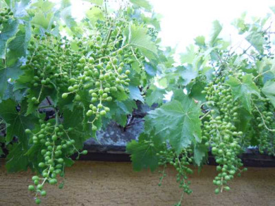 Wein_Juni_2011_001.JPG