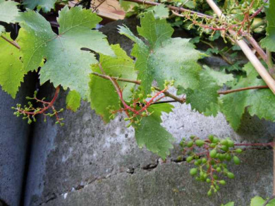 Wein_Juni_2011_002.JPG