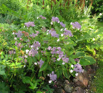 Hydrangea_robusta_Garden_800x600.jpg