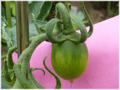 Anastasia_Green_Fruit.JPG