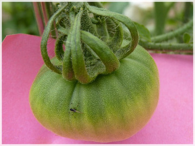 Aventunaij_Green_Fruit.JPG
