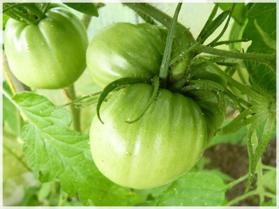 Dagestanskij_Green_Fruit1.JPG