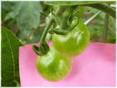 Firefly_Green_Fruit2.JPG