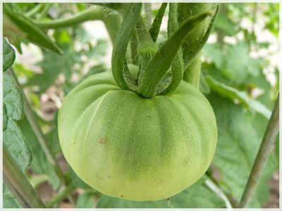German_Head_Green_FRuit.JPG