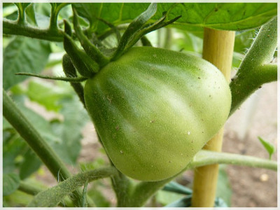 German_Red_Strawberry_Green_Fruit2.JPG