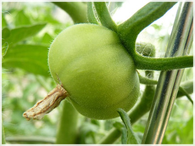 Golden_Queen_USDA_Green_Fruit1.JPG