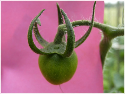 Green_Gage_Green_Fruit.JPG