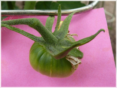 Green_Velvet_Green_Fruit.JPG