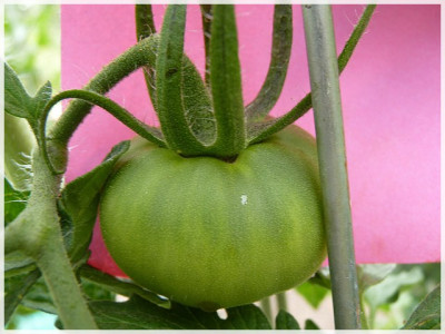 Grosse_Cotelee_Green_Fruit.JPG