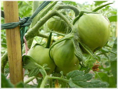 Japonskij_Trueffel_Green_Fruit4.JPG