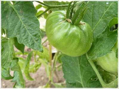 Kiev_Green_Fruit.JPG