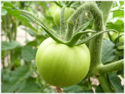 Lida_Ukrainian_Green_Fruit.JPG