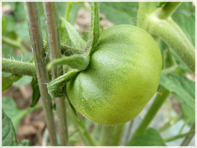 Manyel_Green_Fruit.JPG