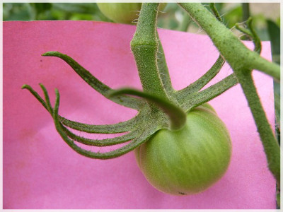 Pyros_Green_Fruit1.JPG