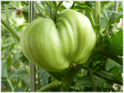 Reif_Red_Heart_Green_Fruit.JPG