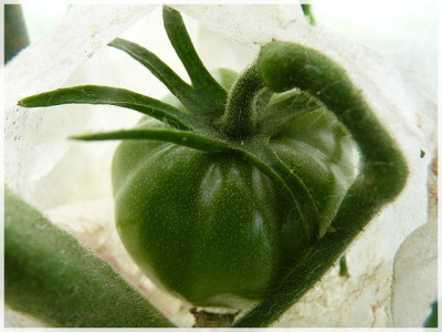 Sewernaja_Krasawica_Green_Fruit1.JPG