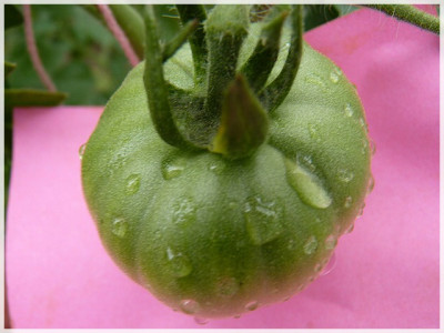 Sibirskij_Ranospelij_Green_Fruit.JPG